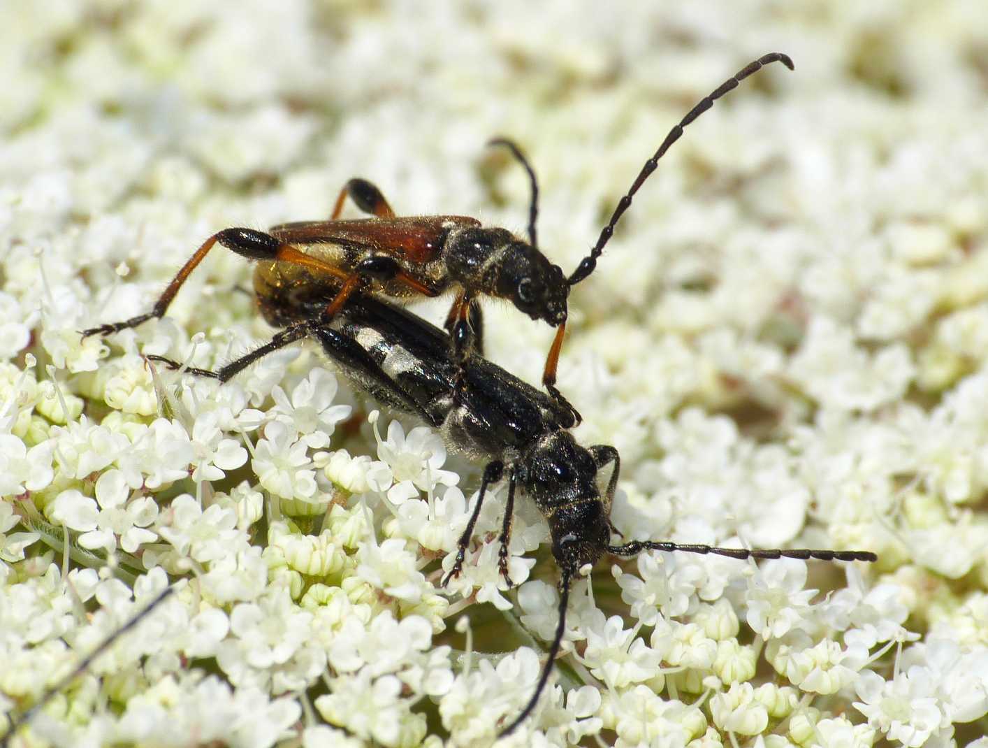 Stenopterus ater: accoppiamento